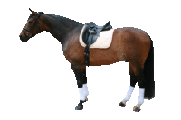 therapeutische Dressur-Schabracke - anatomisch - ohne Kordel türkis - nur solange Vorrat reicht