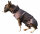 Mops / Bully Ganzjahres-Hundemantel - wasserdicht atmungsaktiv - Rückenlänge 30-35 cm