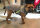 Mops / Bully Ganzjahres-Hundemantel - wasserdicht atmungsaktiv - Rückenlänge 30-35 cm