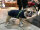 Mops / Bully Infrarot-Ganzjahres-Hundemantel - wasserdicht atmungsaktiv - Rückenlänge 30-35 cm