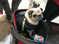 Mops / Bully Infrarot-Ganzjahres- Hundemantel - 35 cm navy