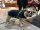 Mops / Bully Infrarot-Ganzjahres- Hundemantel - 35 cm navy
