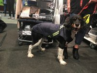 Gr. XL Rückenlänge 100 cm mit Reflex - Infrarot-Ganzjahres-Hundemantel wasserdicht atmungsaktiv