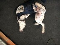 Infrarot-Ganzjahres-Hundemantel 100 cm  -navy