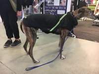 Infrarot-Ganzjahres-Hundemantel 100 cm  -navy