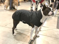 Mops/Bully Infrarot-Ganzjahres-Hundemantel - Reflex 30-35...