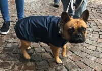 Mops/Bully Infrarot-Ganzjahres-Hundemantel - Reflex 30-35 cm - wasserdicht atmungsaktiv - Reflex 30-35 cm