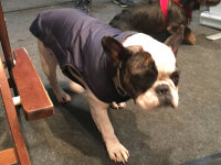 Mops/Bully Infrarot-Ganzjahres-Hundemantel - Reflex 30-35 cm - wasserdicht atmungsaktiv - Reflex 30-35 cm
