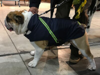 Mops/Bully Infrarot-Ganzjahres-Hundemantel - Reflex 30-35 cm - wasserdicht atmungsaktiv - Reflex 30-35 cm