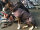 Mops/Bully Infrarot-Ganzjahres-Hundemantel - Reflex 30-35 cm - wasserdicht atmungsaktiv - Reflex 30-35 cm