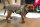 Mops/Bully Infrarot-Ganzjahres-Hundemantel - Reflex 30-35 cm - wasserdicht atmungsaktiv - Reflex 30-35 cm