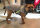 Mops/Bully Infrarot-Ganzjahres-Hundemantel  - Reflex 40-50 cm - wasserdicht atmungsaktiv