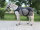 Therapeutische Infrarot-Führmaschinen Walker - Netz-Fleece-Decke - 145 cm