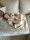 Ganzjahres-Baby-Schlafsack - temperautrausgleichen - groß bis 105 cm