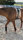Infrarot-Fleece-Rückenwärmer für Pferde 120x150 cm beige