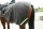 Infrarot-Fleece-Reitdecke - stark wasserabweisend - 155 cm