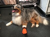 Hundesocke / Bootie - Outdoor Cordura - Restposten - Gr. M