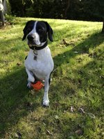 Hundesocke / Bootie - Outdoor Cordura - Restposten - Gr. M