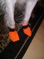 Hundesocke / Bootie - Outdoor Cordura - Restposten - Gr. M