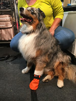 Hundesocke / Bootie - Outdoor Cordura - Restposten - Gr. L