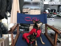 Gr. XS Rückenlänge 20-27 cm - Infrarot-Mini egen-Winter-Hundemantel wasserdicht atmungsaktiv