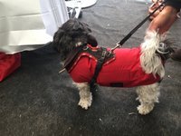 Gr. XS Rückenlänge 20-27 cm - Infrarot-Mini egen-Winter-Hundemantel wasserdicht atmungsaktiv