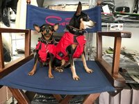 Mini-Regen-Winter-Hundemantel wasserdicht atmungsaktiv 20 - 27 cm
