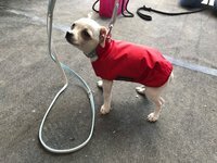 Mini-Regen-Winter-Hundemantel wasserdicht atmungsaktiv 20 - 27 cm