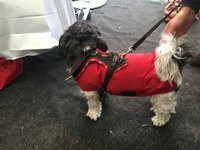 Mini-Regen-Winter-Hundemantel wasserdicht atmungsaktiv 20 - 27 cm