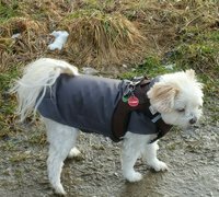 Mini-Regen-Winter-Hundemantel wasserdicht atmungsaktiv 20 - 27 cm