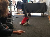 Gr. S Rückenlänge 30-35 cm ohne Reflex - Infrarot-Hundemantel- wasserdicht ganzjährig
