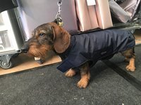 Gr. S Rückenlänge 30-35 cm ohne Reflex - Infrarot-Hundemantel- wasserdicht ganzjährig