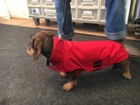 Gr. S Rückenlänge 30-35 cm ohne Reflex - Infrarot-Hundemantel- wasserdicht ganzjährig