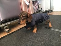 Gr. M Rückenlänge 40-45 cm ohne Reflex - Infrarot-Ganzjahres-Hundemantel wasserdicht atmungsaktiv Standard
