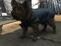 Gr. M Rückenlänge 40-45 cm ohne Reflex - Infrarot-Ganzjahres-Hundemantel wasserdicht atmungsaktiv Standard