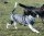Infrarot-Ganzjahres-Hundemantel wasserdicht atmungsaktiv Standard 40-55 cm