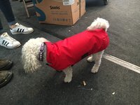 Infrarot-Ganzjahres-Hundemantel - Standard - 50 cm grau