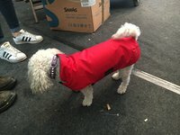 Infrarot-Ganzjahres-Hundemantel - Standard - 55 cm rot