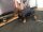 Infrarot-Ganzjahres-Hundemantel - Standard - 40 cm schwarz