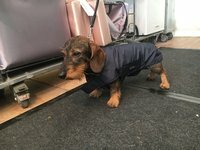 Infrarot-Ganzjahres-Hundemantel - Standard - 40 cm braun