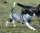 Infrarot-Ganzjahres-Hundemantel - Standard - 40 cm braun