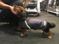 Gr. S Rückenlänge 30-35 cm mit Reflex - Infrarot-Hundemantel Standard - wasserdicht atmungsaktiv
