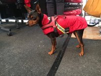 Gr. S Rückenlänge 30-35 cm mit Reflex - Infrarot-Hundemantel Standard - wasserdicht atmungsaktiv