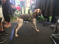 Gr. M Rückenlänge 40-45 cm mit Reflex - Infrarot-Ganzjahres-Hundemantel Standard wasserdicht atmungsaktiv