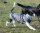 Infrarot-Ganzjahres-Hundemantel - Standard - Reflex - 45 cm grau