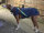 Infrarot-Ganzjahres-Hundemantel - Standard - Reflex - 45 cm grau