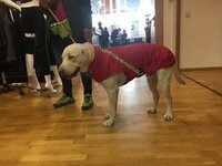 Gr. L Rückenlänge 60-80 cm mit Reflex - Infrarot-Ganzjahres-Hundemantel wasserdicht atmungsaktiv