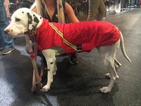 Gr. L Rückenlänge 60-80 cm mit Reflex - Infrarot-Ganzjahres-Hundemantel wasserdicht atmungsaktiv