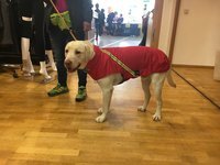 Gr. L Rückenlänge 60-80 cm mit Reflex - Infrarot-Ganzjahres-Hundemantel wasserdicht atmungsaktiv