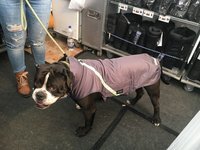 Gr. L Rückenlänge 60-80 cm mit Reflex - Infrarot-Ganzjahres-Hundemantel wasserdicht atmungsaktiv